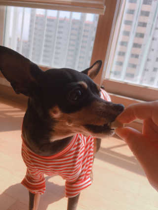 오빠독 국내산 강아지 간식 수제 큐브 4종 — 5점을 준 리뷰어가 2018년 4월 올린 사용 사진