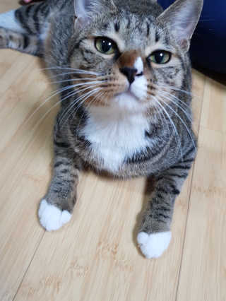 Four paws 리뉴얼 포포즈 매직코트 털 제거 브러쉬 — 5점을 준 리뷰어가 2018년 8월 올린 사용 사진