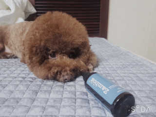 쪼꼬짱님이 올린 리뷰 사진 1