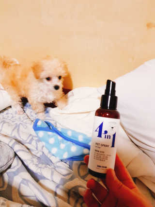 강아지스토리 포인원 모이스처 미스트 100ml — 4.5점을 준 리뷰어가 2018년 10월 올린 사용 사진