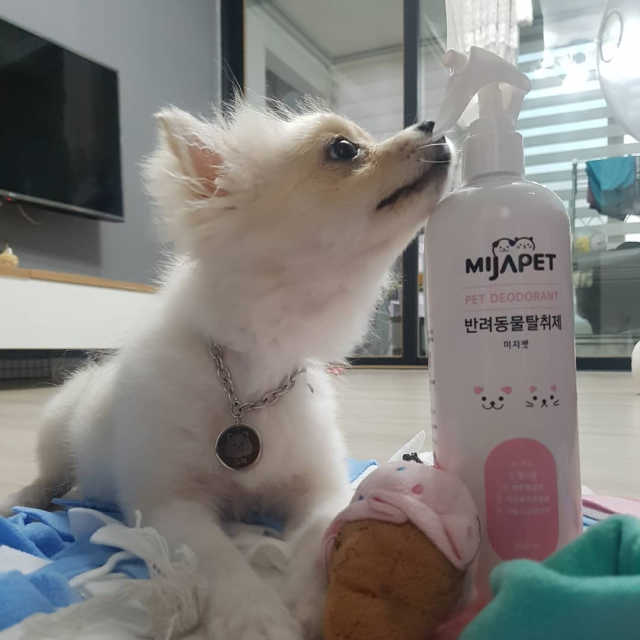 미자펫 반려동물탈취제 500ml 리뷰 사진