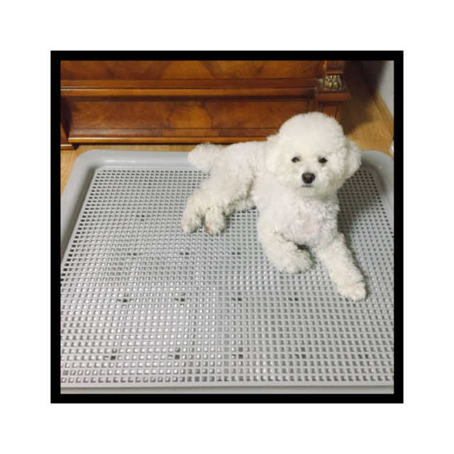 [펫토리아] 한판뚝딱 강아지 배변판 실속형,초대형 리뷰 사진