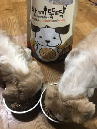 [펫토리아] 맛도 영양도 BEST 한끼뚝딱 강아지 사료 — 5점을 준 리뷰어가 2019년 4월 올린 사용 사진