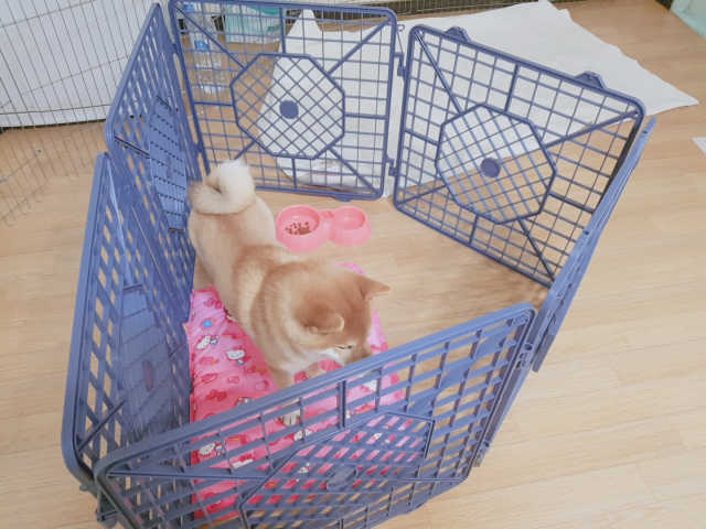 [펫토리아] 한칸뚝딱 플라스틱 울타리 리뷰 사진