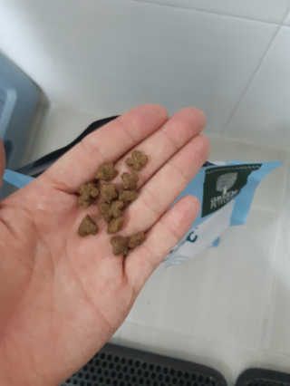 그린펫푸드 인섹트캣 글루텐프리（1.2KG） — 4.5점을 준 리뷰어가 2019년 8월 올린 사용 사진
