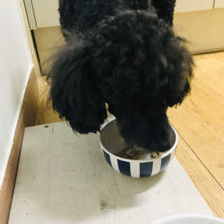 [펫토리아] 맛도 영양도 BEST 한끼뚝딱 강아지 사료 — 5점을 준 리뷰어가 2019년 4월 올린 사용 사진