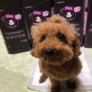 펫토리아 한장뚝딱 NEW 프리미엄 국내산 배변패드 — 4.5점을 준 리뷰어가 2019년 5월 올린 사용 사진