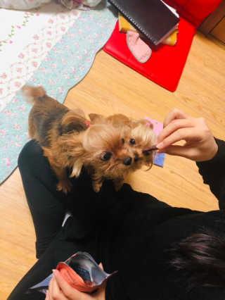 푸디웜 주식회사 [푸디웜] 강아지 저알러지 수제간식 3종세트 — 4점을 준 리뷰어가 2018년 11월 올린 사용 사진