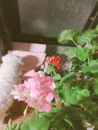 [펫토리아] 한탭뚝딱 강아지계단 BEST 모음 — 5점을 준 리뷰어가 2019년 1월 올린 사용 사진