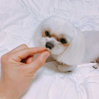 펫츠플레이트 동결건조간식 기호성 테스트 8종 — 5점을 준 리뷰어가 2018년 5월 올린 사용 사진