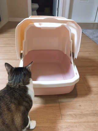 [펫토리아] BEST 한큐뚝딱 고양이 후드형 화장실 — 5점을 준 리뷰어가 2019년 1월 올린 사용 사진