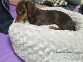 [펫토리아] 댕댕이들 BEST베펫쿠션 — 4.83점을 준 리뷰어가 2018년 12월 올린 사용 사진