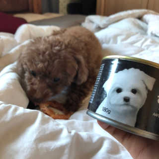 [펫토리아] BEST 한캔뚝딱 강아지 캔간식 — 5점을 준 리뷰어가 2019년 3월 올린 사용 사진