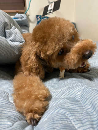 후추맘님이 올린 리뷰 사진 4