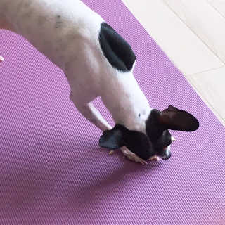 [펫토리아]짜먹는 한입뚝딱 강아지.고양이 마약간식 — 4점을 준 리뷰어가 2019년 8월 올린 사용 사진