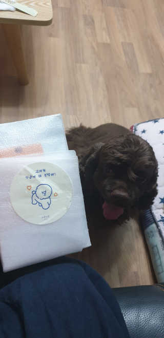 [어글어글] 반려견 친환경 간식 9종 세트 — 5점을 준 리뷰어가 2019년 8월 올린 사용 사진