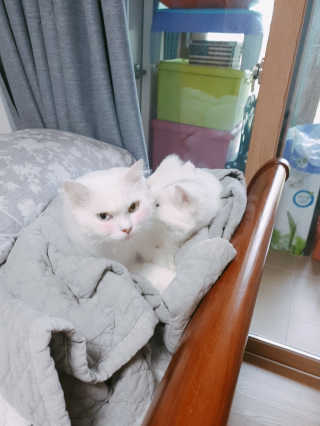 양이별님이 올린 리뷰 사진 4