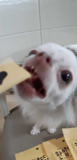 [펫토리아]짜먹는 한입뚝딱 강아지.고양이 마약간식 — 5점을 준 리뷰어가 2019년 7월 올린 사용 사진