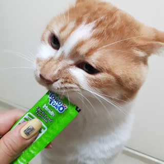 펫토리아 짜먹는 토로토로 고양이 파우치 간식 — 4점을 준 리뷰어가 2019년 6월 올린 사용 사진