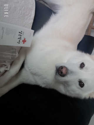 [펫토리아]살균뚝딱 강아지 고양이 살균소독제 탈취제 — 4.5점을 준 리뷰어가 2019년 10월 올린 사용 사진