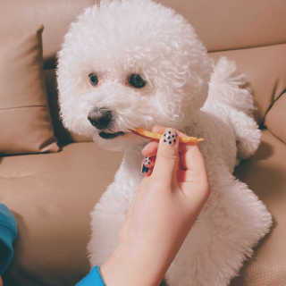 펫테라피 플레이트 야채품은 하루황태 — 4.5점을 준 리뷰어가 2020년 1월 올린 사용 사진