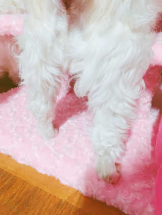 [펫토리아] 한탭뚝딱 강아지계단 BEST 모음 — 5점을 준 리뷰어가 2019년 1월 올린 사용 사진