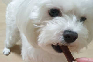 푸디웜 주식회사 [푸디웜] 강아지 저알러지 수제간식 4종세트 — 5점을 준 리뷰어가 2018년 12월 올린 사용 사진