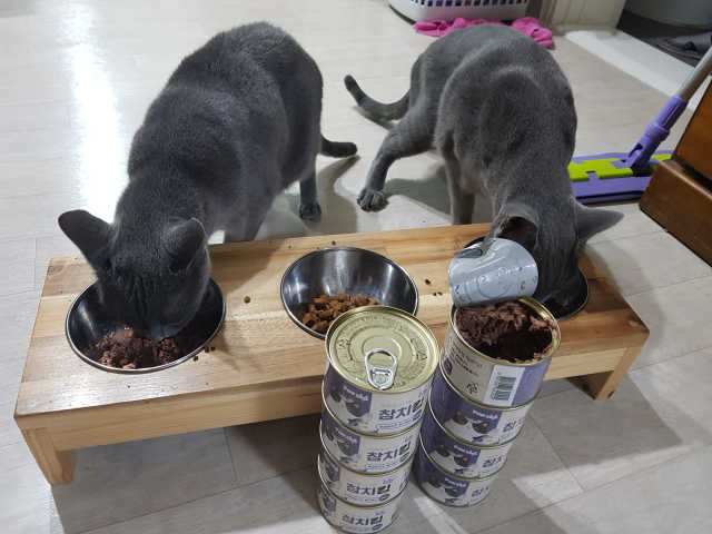 동원 참치킹 고양이 캔 12개입 리뷰 사진