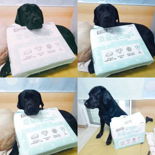 페츠모아 냄새잡는 요술배변패드 — 5점을 준 리뷰어가 2020년 2월 올린 사용 사진