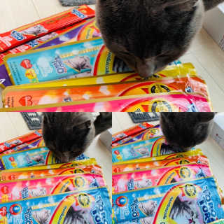 펫토리아 짜먹는 토로토로 고양이 파우치 간식 — 5점을 준 리뷰어가 2019년 6월 올린 사용 사진