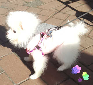 [펫토리아] 강아지,고양이겸용 짜먹는 한입뚝딱 — 5점을 준 리뷰어가 2019년 2월 올린 사용 사진