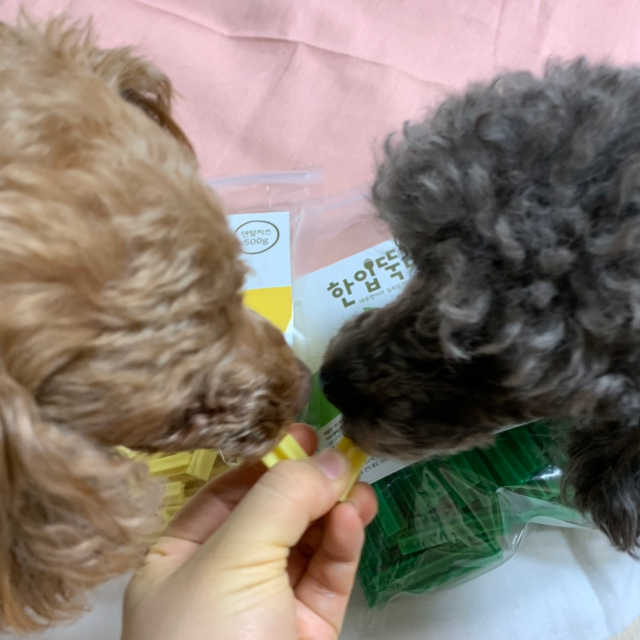 [펫토리아] BEST 한입뚝딱 실속형 강아지 덴탈껌 리뷰 사진
