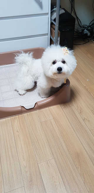 [펫토리아] 한장뚝딱 울트라 탈취패드 배변패드 22매 — 5점을 준 리뷰어가 2020년 2월 올린 사용 사진
