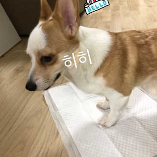 페츠모아 냄새잡는 요술배변패드 — 4.5점을 준 리뷰어가 2020년 3월 올린 사용 사진