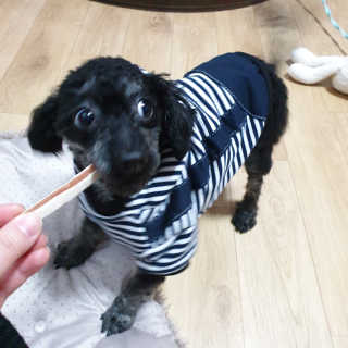 [펫토리아] 뚝딱뚝딱 400g 강아지 간식 베스트5종 — 5점을 준 리뷰어가 2019년 1월 올린 사용 사진