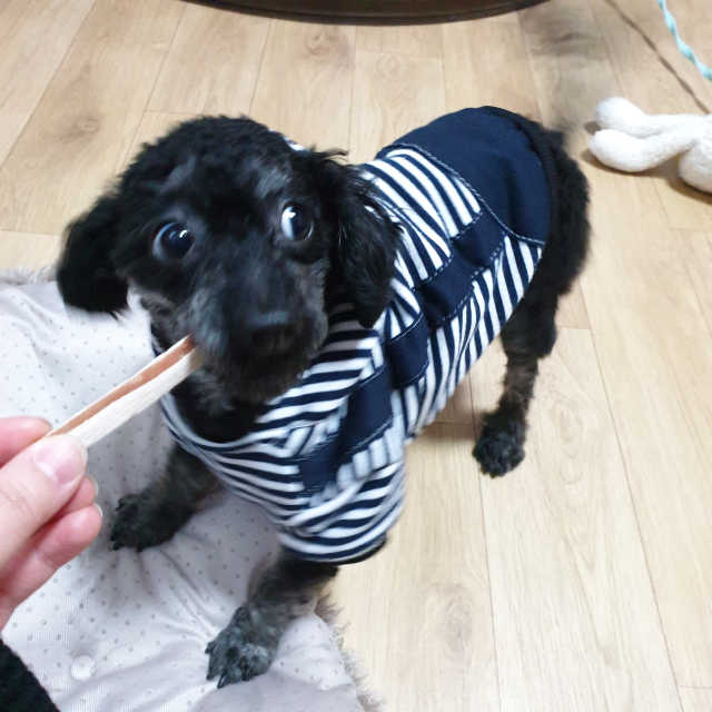 [펫토리아] 뚝딱뚝딱 400g 강아지 간식 베스트5종 리뷰 사진