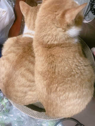만쟈님님이 올린 리뷰 사진 1