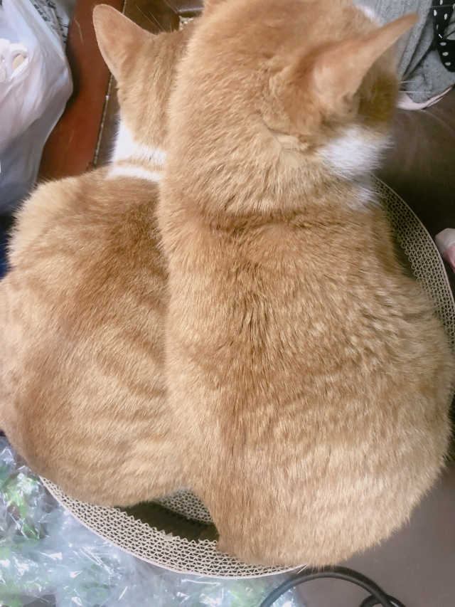 [펫토리아] 한발뚝딱 고양이 스크래쳐 BEST상품 리뷰 사진