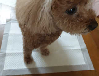 🐕삐딱이💖💖💖님이 올린 리뷰 사진 2