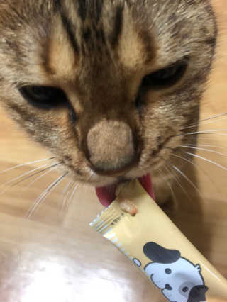 [펫토리아]짜먹는 한입뚝딱 강아지.고양이 마약간식 — 5점을 준 리뷰어가 2019년 8월 올린 사용 사진