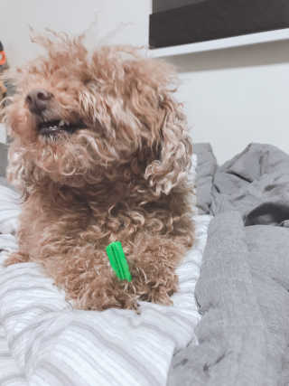 [펫토리아] BEST 한입뚝딱 실속형 강아지 덴탈껌 — 5점을 준 리뷰어가 2019년 2월 올린 사용 사진