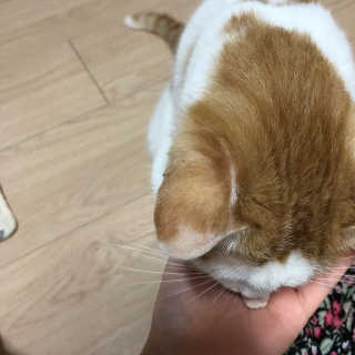 펫츠플레이트 동결건조간식 기호성 테스트 8종 — 5점을 준 리뷰어가 2018년 5월 올린 사용 사진