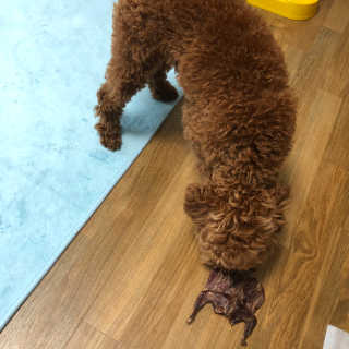 [어글어글] 반려견 친환경 간식 9종 세트 — 5점을 준 리뷰어가 2020년 3월 올린 사용 사진
