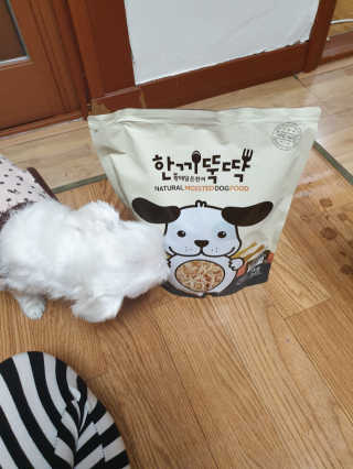[펫토리아] 맛도 영양도 BEST 한끼뚝딱 강아지 사료 — 5점을 준 리뷰어가 2019년 4월 올린 사용 사진