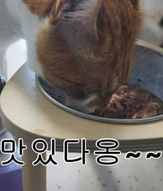 재로우 제로우 펫 도필러스 반려동물 유산균 영양제 70.5g — 5점을 준 리뷰어가 2018년 7월 올린 사용 사진
