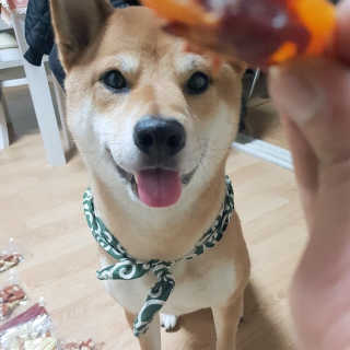 [펫토리아] 뚝딱뚝딱 400g 강아지 간식 베스트5종 — 5점을 준 리뷰어가 2019년 1월 올린 사용 사진