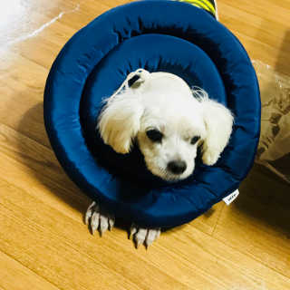아르르 UFO 넥카라 (navy, gray) — 5점을 준 리뷰어가 2017년 10월 올린 사용 사진