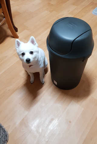창신리빙 [프랑코 스윙 휴지통] 똑똑한 정리 수납 인테리어 — 4점을 준 리뷰어가 2019년 5월 올린 사용 사진
