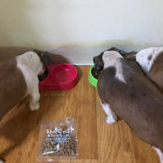 [펫토리아] 맛도 영양도 BEST 한끼뚝딱 강아지 사료 — 4점을 준 리뷰어가 2019년 4월 올린 사용 사진