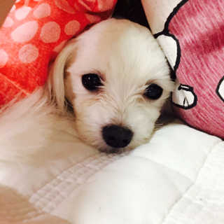 다룽이님이 올린 리뷰 사진 2